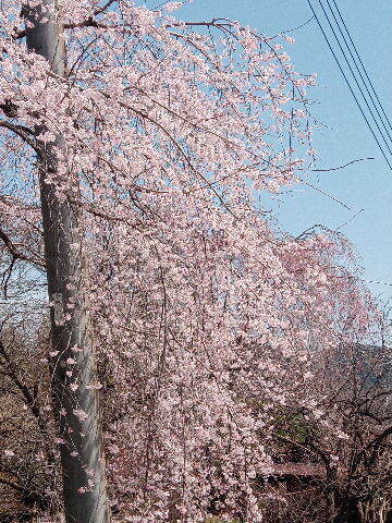 20250408_113016.jpg